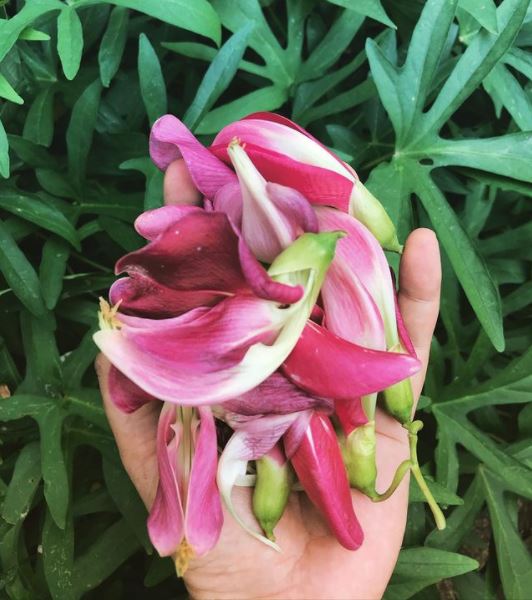 7 Manfaat bunga turi, mempercepat penyembuhan luka