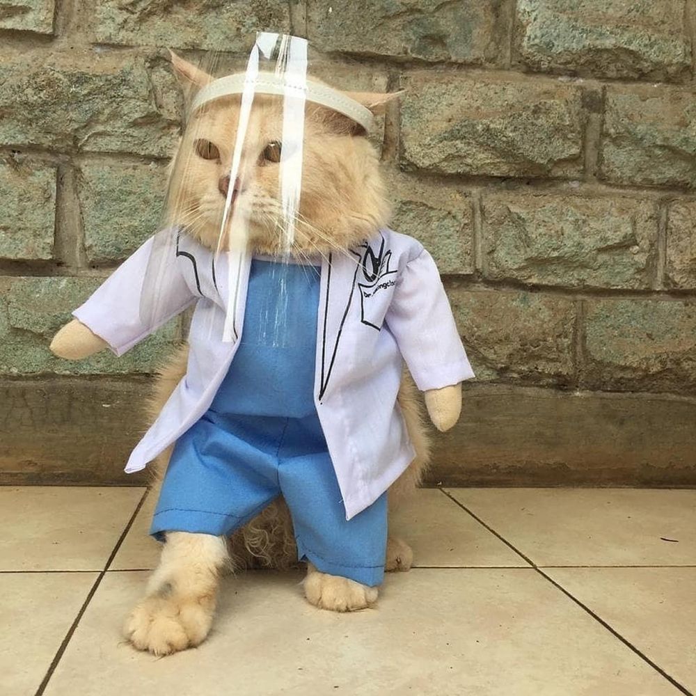 20 Potret lucu kucing taat protokol kesehatan, kocak