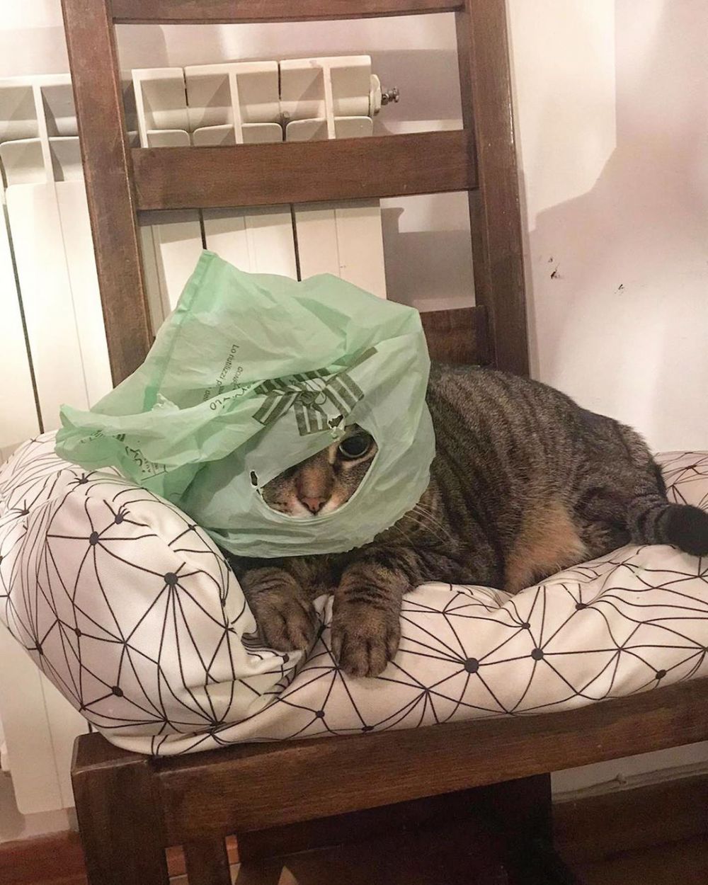 20 Potret lucu kucing taat protokol kesehatan, kocak