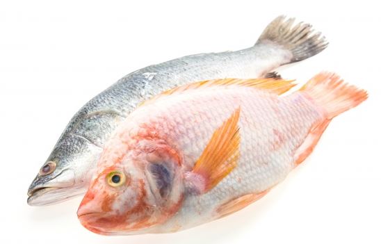 6 Cara memilih ikan yang segar dan berkualitas baik