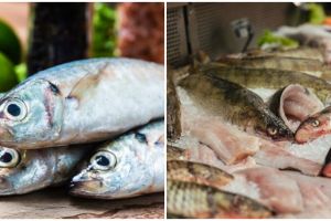 6 Cara memilih ikan yang segar dan berkualitas baik