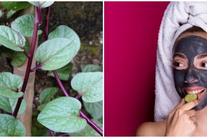 20 Manfaat daun binahong untuk kesehatan dan kecantikan, atasi jerawat