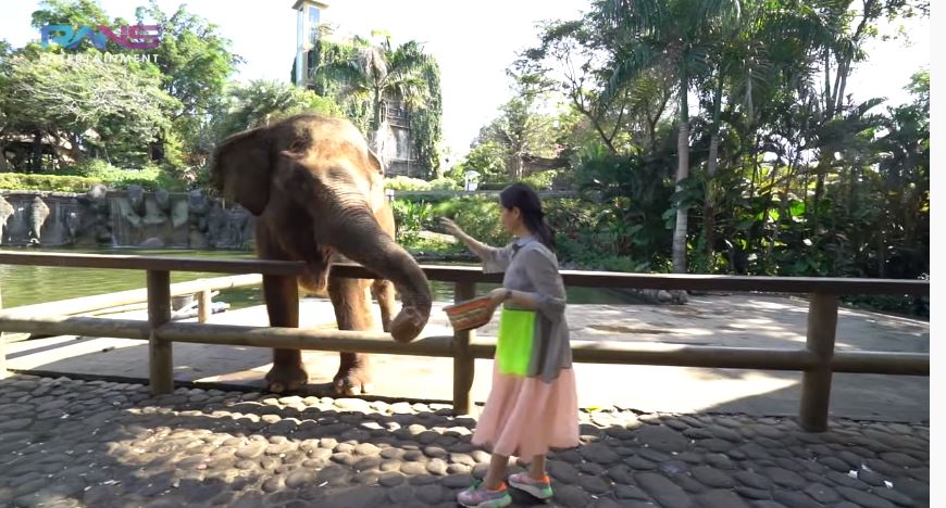 10 Momen Nagita Slavina ngidam ketemu gajah sampai sewa kebun binatang