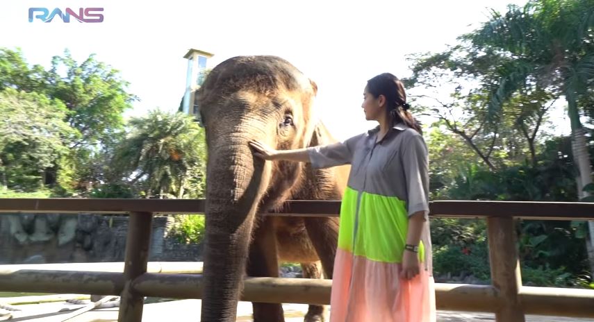10 Momen Nagita Slavina ngidam ketemu gajah sampai sewa kebun binatang