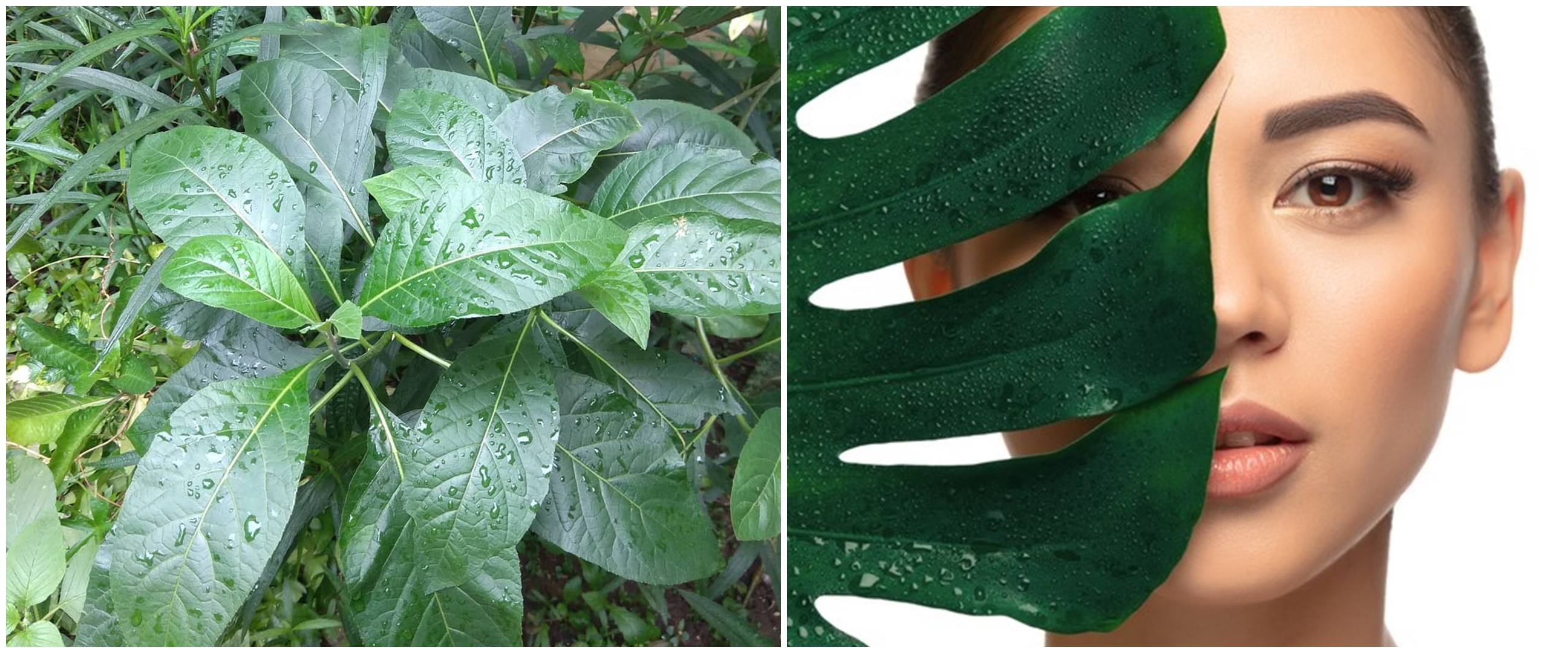 17 Manfaat daun Afrika untuk kesehatan dan kecantikan, atasi jerawat