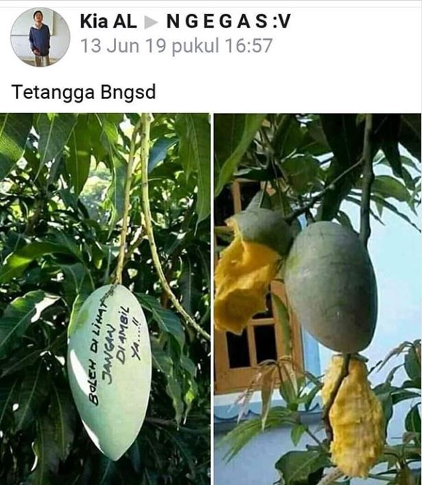 10 Cara nyeleneh orang amankan mangga di pohon ini absurd abis