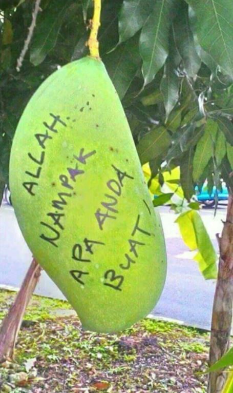 10 Cara nyeleneh orang amankan mangga di pohon ini absurd abis