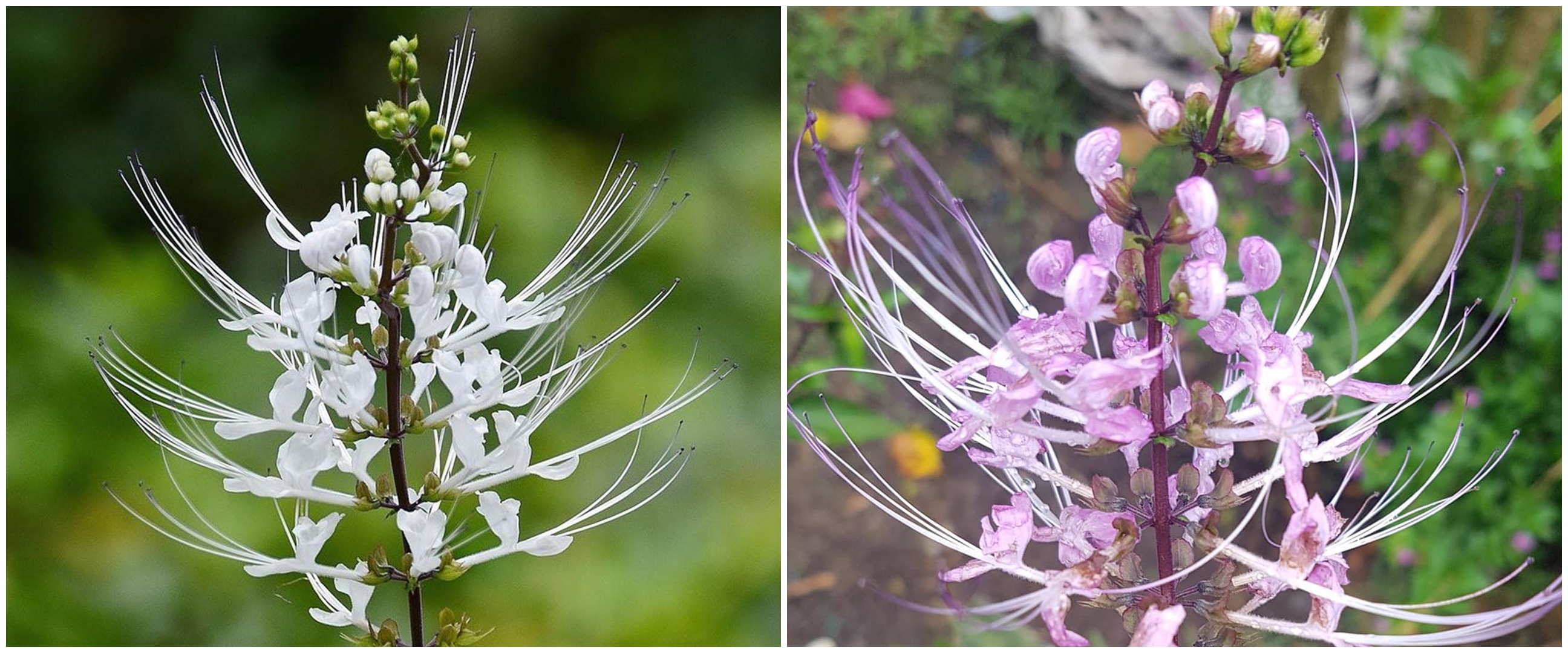 10 Manfaat kumis kucing untuk kesehatan, lengkap cara mengolahnya
