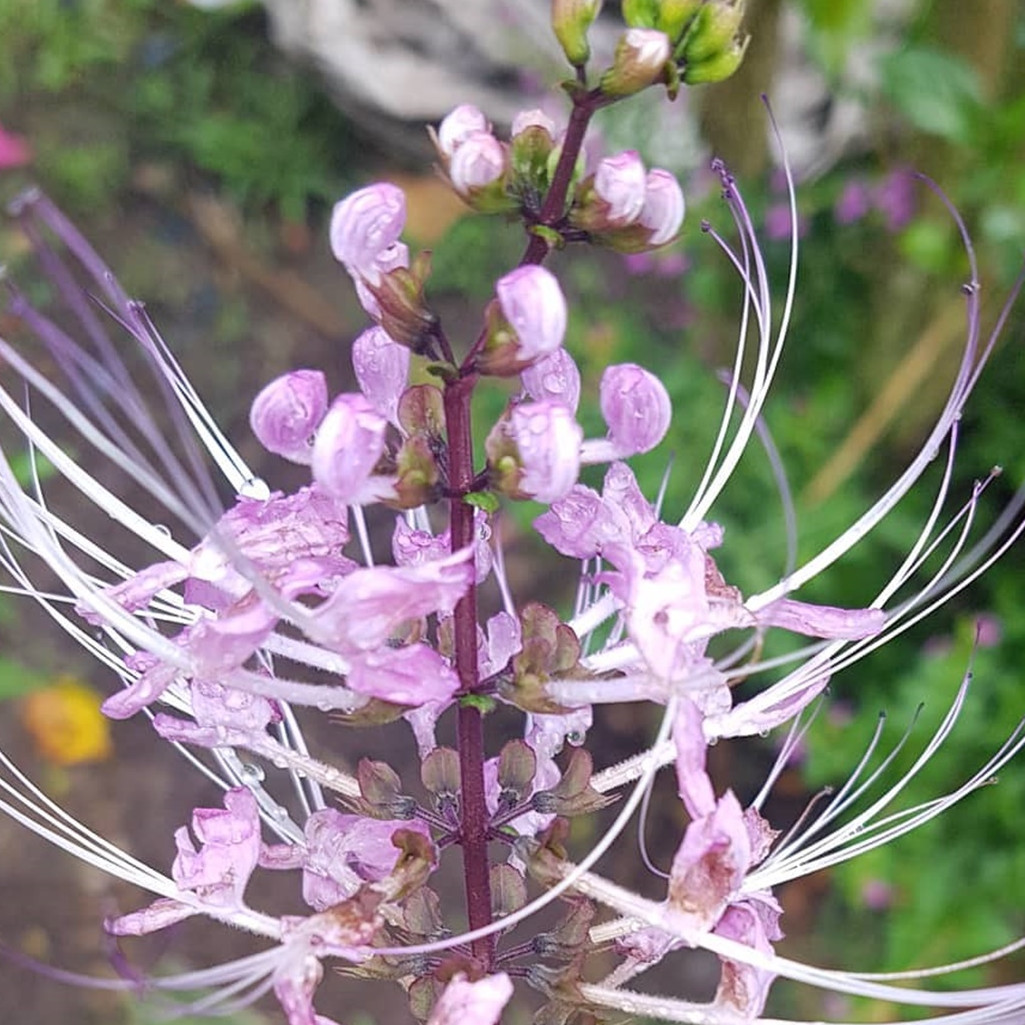10 Manfaat kumis kucing untuk kesehatan, lengkap cara mengolahnya