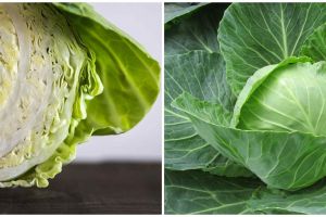 9 Manfaat kubis untuk kesehatan, bantu turunkan kadar kolesterol