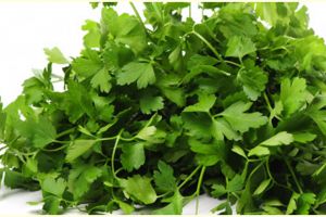 8 Manfaat parsley untuk kesehatan, menjaga tulang