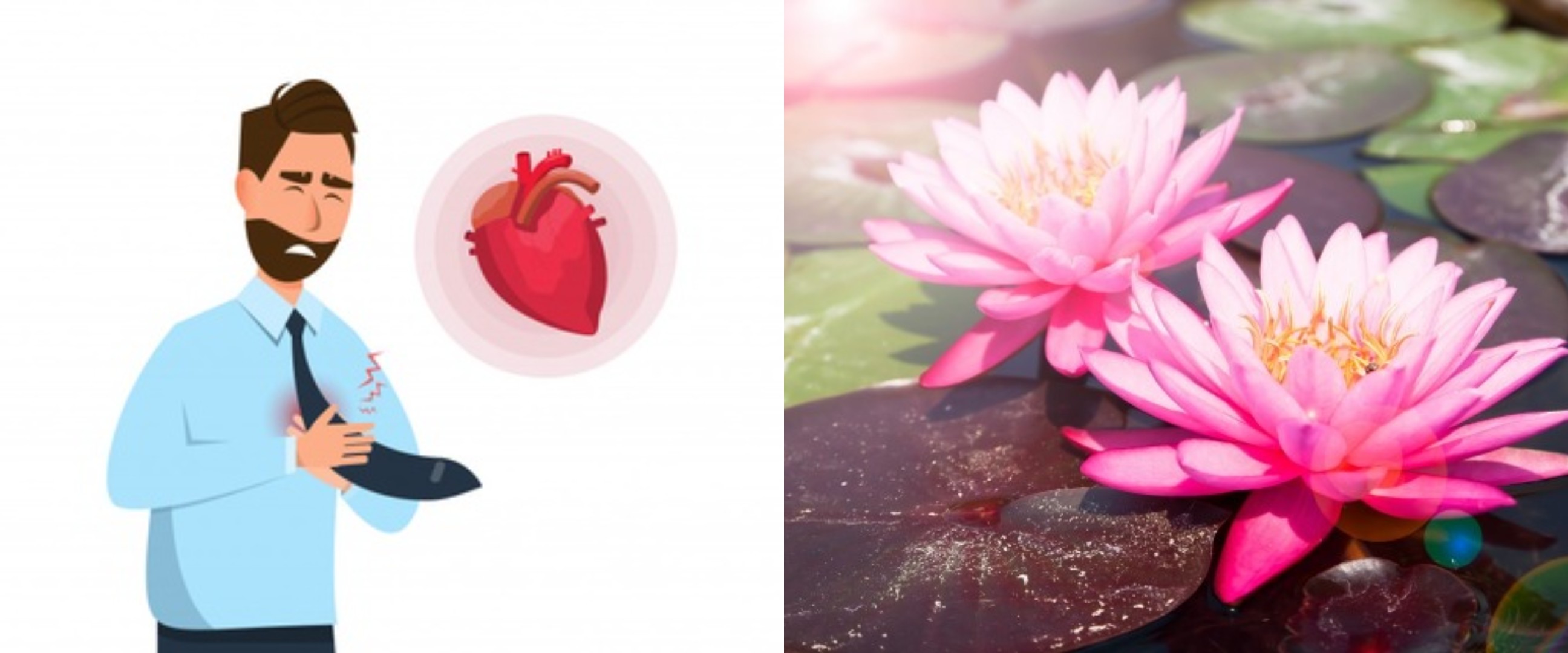 8 Manfaat bunga teratai untuk kesehatan, cegah risiko penyakit jantung