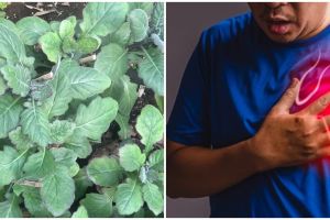 17 Manfaat daun dewa, dapat mengobati penyakit rematik hingga kanker