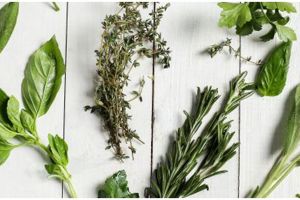 Dikenal sebagai penyedap, ini beda daun basil, oregano, dan parsley