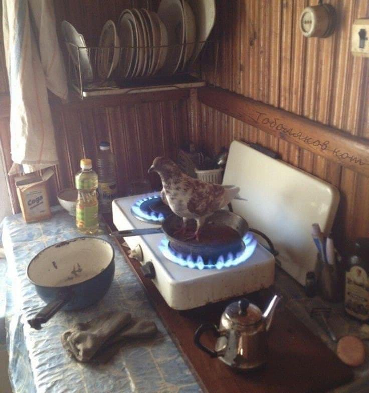 10 Momen lucu hewan salah tempat ini bikin senyum tipis