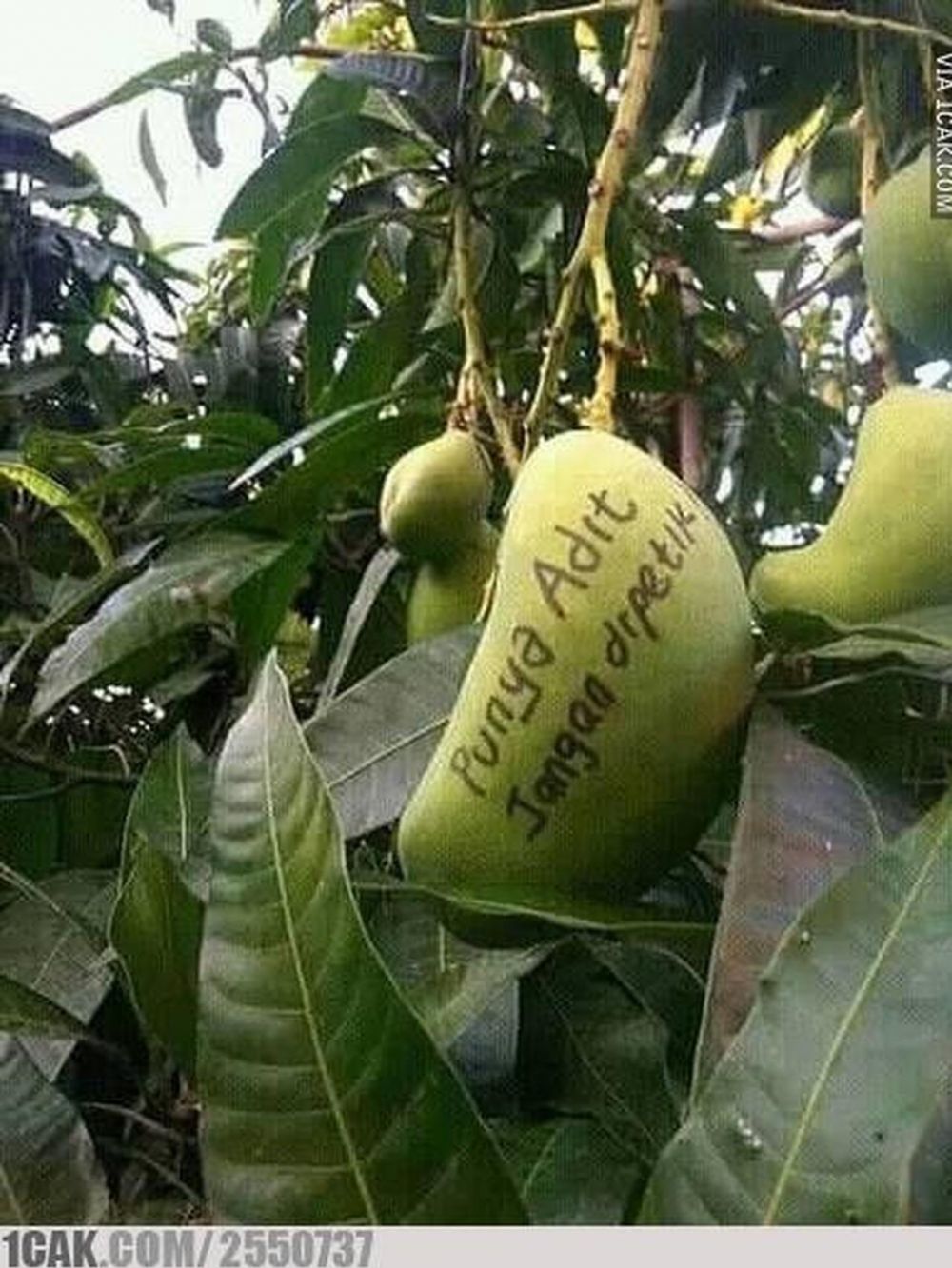 10 Aksi kocak tunjukkan kepemilikan barang, bikin senyum tipis