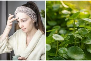 8 Manfaat daun pegagan untuk kecantikan, atasi kerutan hingga jerawat