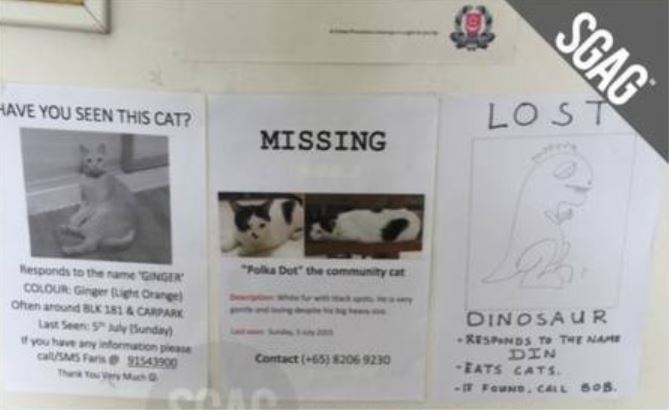 10 Pengumuman kucing hilang ini endingnya bikin mikir