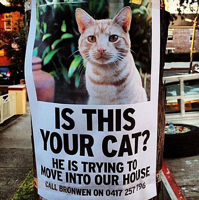 10 Pengumuman kucing hilang ini endingnya bikin mikir