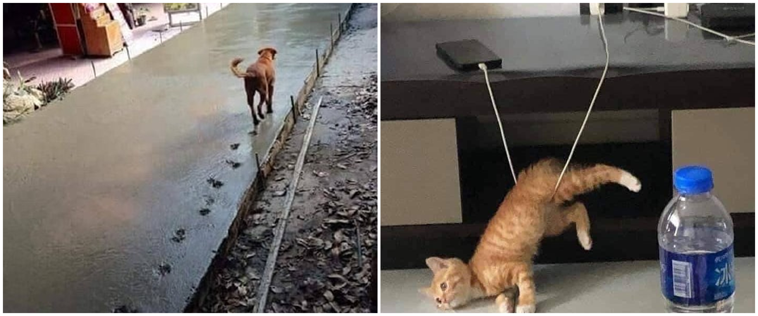 10 Potret lucu hewan 'numpang lewat' ini malah bikin kesal