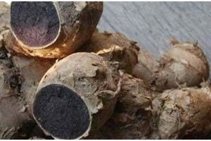 8 Manfaat kunyit hitam bagi kesehatan, kontrol berat badan