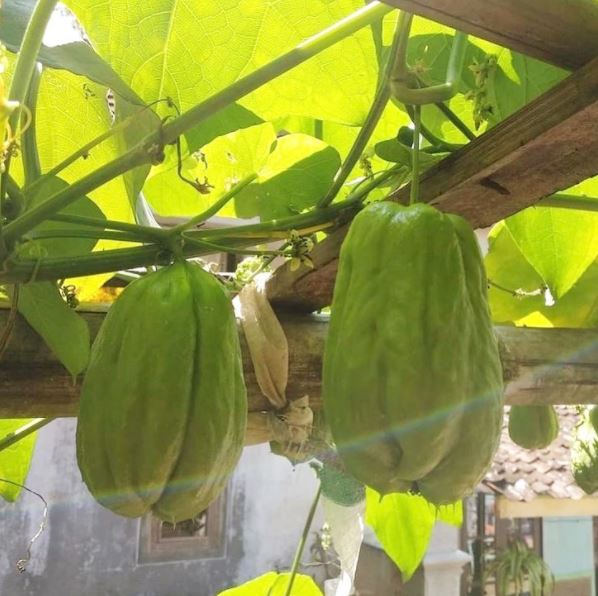 Mengenal 5 jenis labu beserta manfaatnya untuk kesehatan