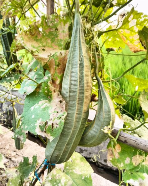 Mengenal 5 jenis labu beserta manfaatnya untuk kesehatan