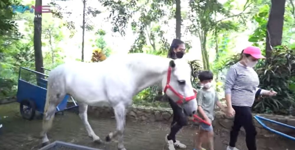 10 Potret kuda putih milik Nagita Slavina, didatangkan dari Belanda