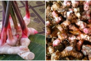 11 Manfaat lengkuas untuk kesehatan, bisa cegah kanker