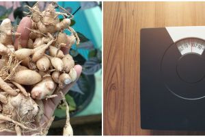 8 Manfaat temu putih untuk kecantikan dan kesehatan, meluruhkan lemak