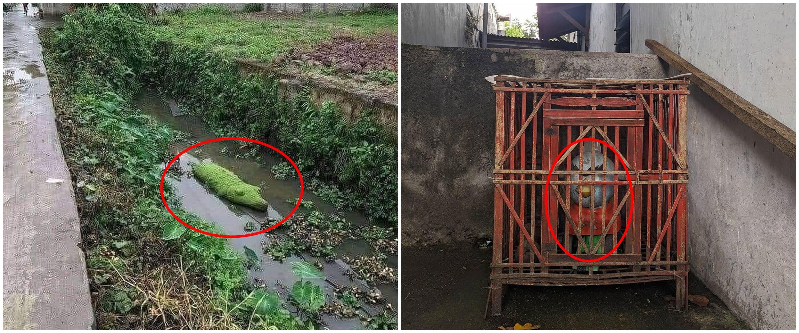 10 Potret lucu dikira hewan ini bikin lihat dua kali