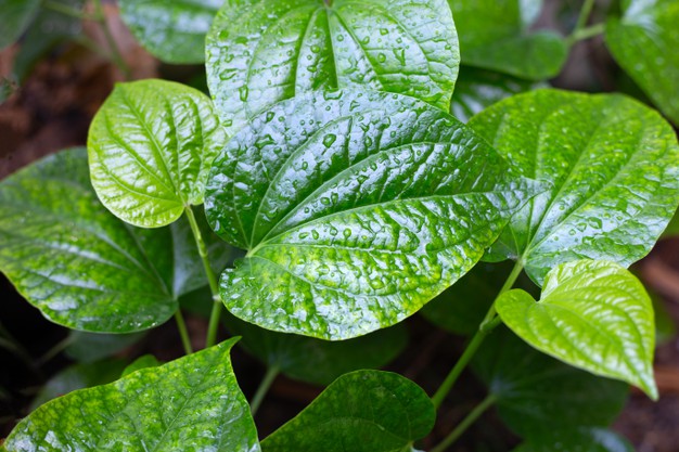 12 Manfaat daun sirih merah untuk kesehatan tubuh, atasi asam urat