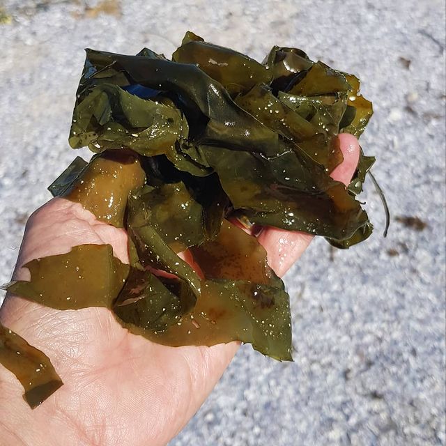 6 Jenis rumput laut & manfaatnya bagi kesehatan, tingkatkan imun