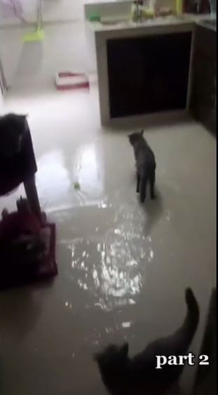 Viral rumah banjir karena kucing buka keran wastafel, bikin heboh