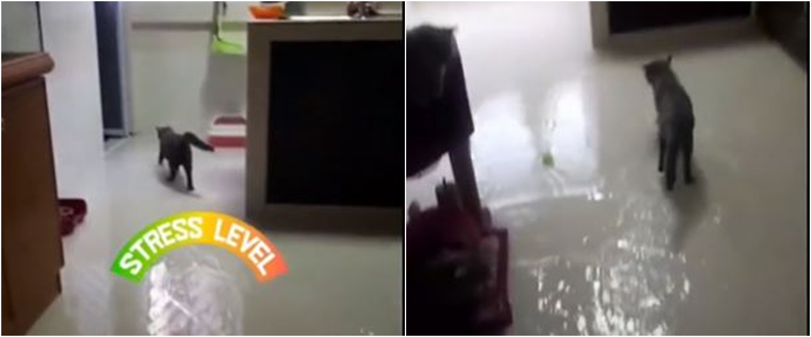 Viral rumah banjir karena kucing buka keran wastafel, bikin heboh