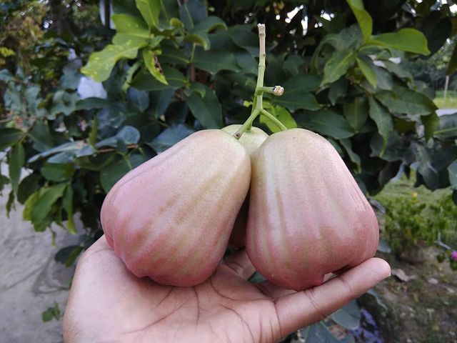 10 Jenis jambu air & keunggulannya, berfungsi sebagai antioksidan