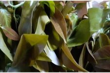 8 Manfaat daun melinjo untuk kesehatan, atasi infeksi gusi