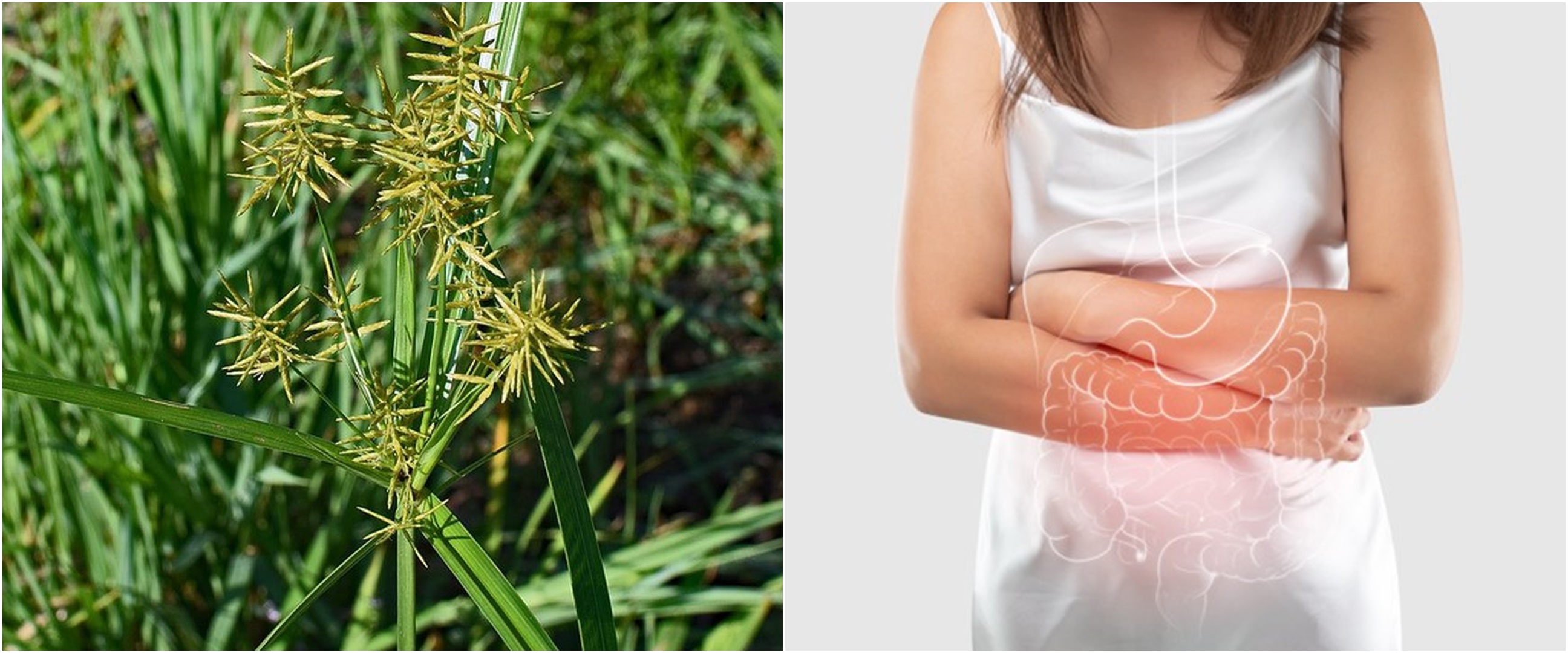 10 Manfaat rumput teki untuk kesehatan, bisa mengatasi diare
