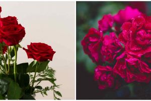 10 Manfaat air mawar untuk kecantikan, ampuh atasi kulit kering