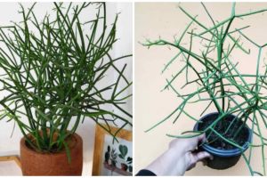 8 Manfaat tanaman patah tulang untuk kesehatan, bisa cegah kanker