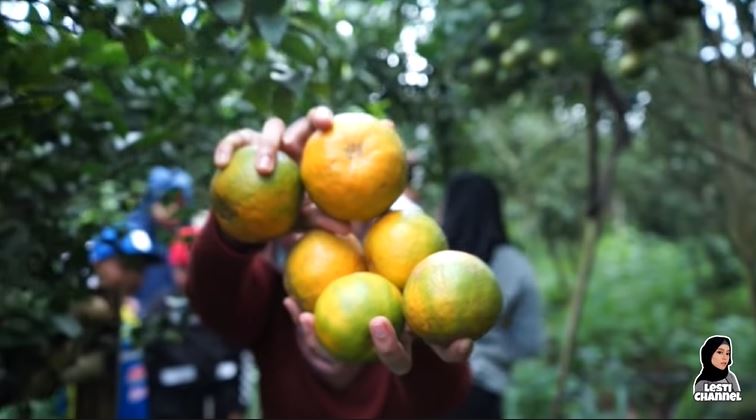 Jarang terekspos, ini 7 potret kebun jeruk milik Lesty Kejora
