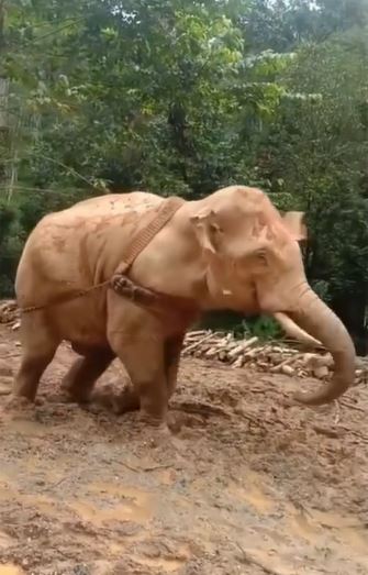 Viral video gajah menyeret pohon hasil tebangan manusia, miris
