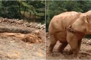 Viral video gajah menyeret pohon hasil tebangan manusia, miris