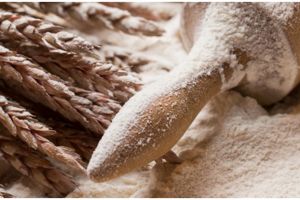 Ini beda tepung terigu protein tinggi, sedang, dan rendah