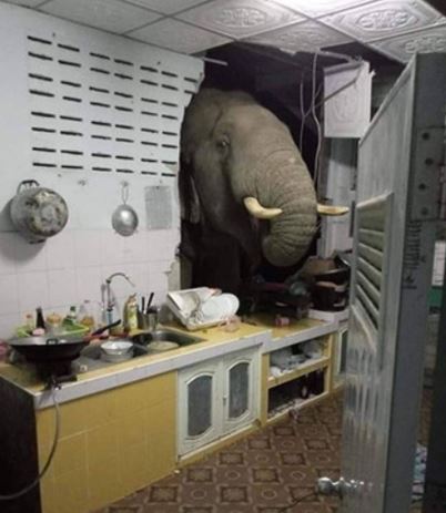 Viral gajah lapar bobol rumah warga, penghuni sampai syok