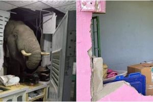 Viral gajah lapar bobol rumah warga, penghuni sampai syok