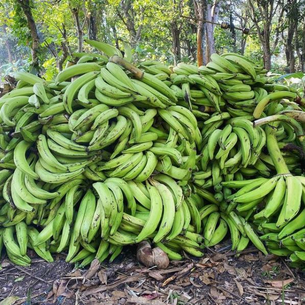 5 Jenis pisang dan khasiatnya bagi tubuh, bantu penuhi nutrisi