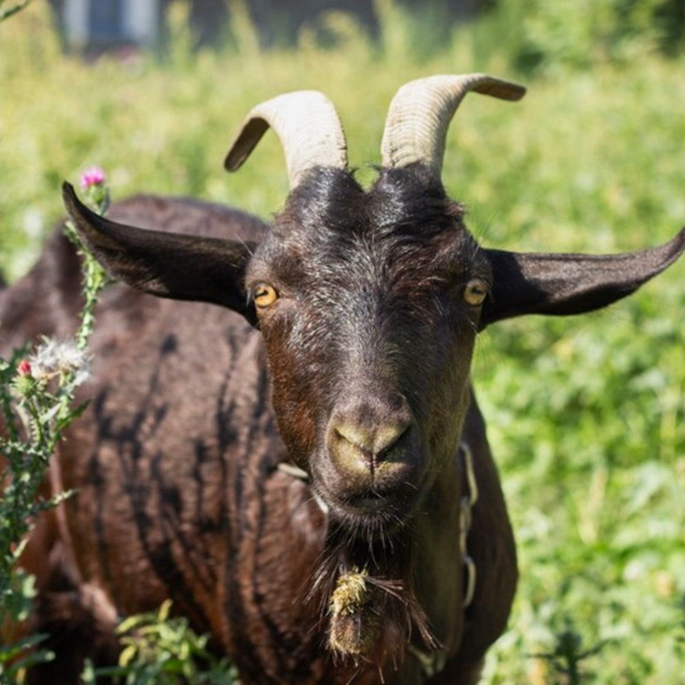 Bacaan doa dan niat berkurban Idul Adha, tata cara, keutamaan, manfaat, dan syaratnya