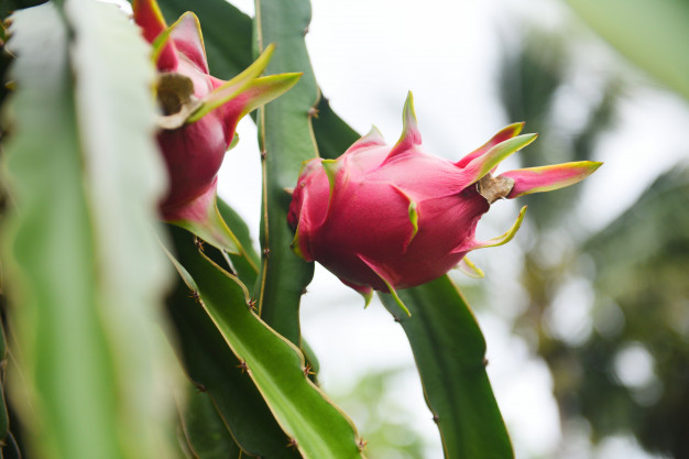5 Cara memilih buah naga manis dan segar, jangan asal pilih