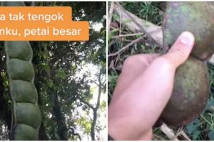 Heboh petai berukuran raksasa, bijinya sebesar genggaman orang dewasa